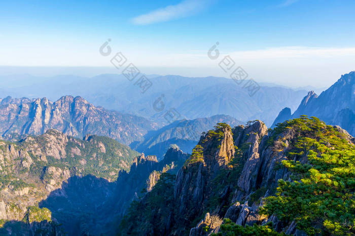 黄山山顶石松树