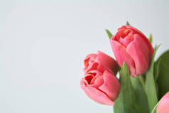春天开花的粉红郁金香，绿叶与白色隔离