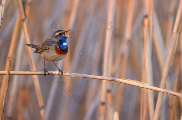 大自然的春天，主题。白斑蓝藻（Luscinia svecica cyanecula） 。蓝色橙色的鸟在芦苇里<strong>歌唱</strong>。四月，捷克的春天。欧洲.