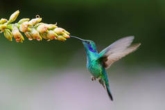 蜂鸟（英语：Hummingbird）-绿紫色耳朵的Colibri thalassinus），从哥斯达黎加萨韦格（英语：Savegre）的圣杰拉尔多 · 德尔多塔（英语：San Gerardo del 