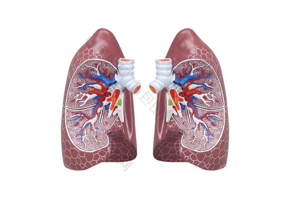 人类呼吸系统模型显示隆斯。解剖学教育中的人体物理模型。白色背景下孤立的3D渲染医学肺内部结构.