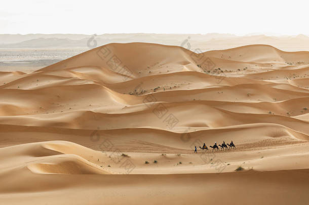 摩洛哥，撒哈拉沙漠沙丘中的骆驼车队。<strong>色彩艳丽</strong>的日落.背景层次分明传统的阿拉伯交通.