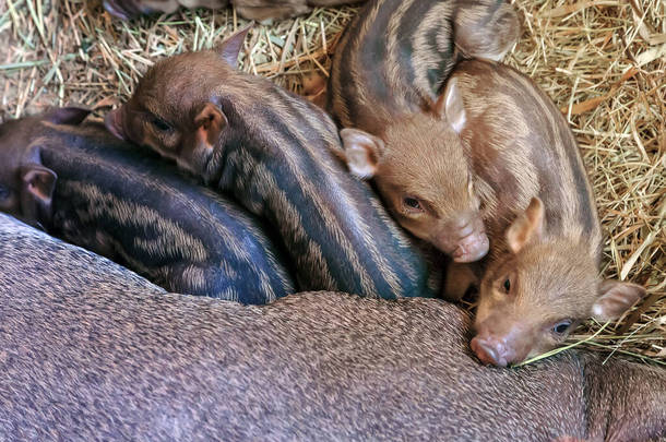 Vetnamese domestic pig Pot-bellied farm industry pic piglet mother with young livestock