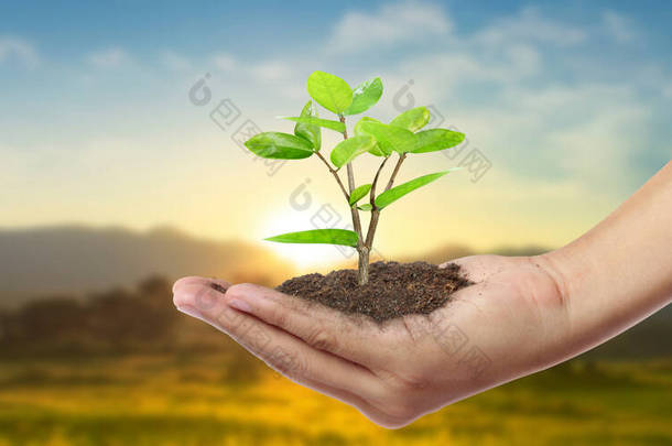 人的手牵着发芽的嫩苗。环境地球日在树苗生长的手中