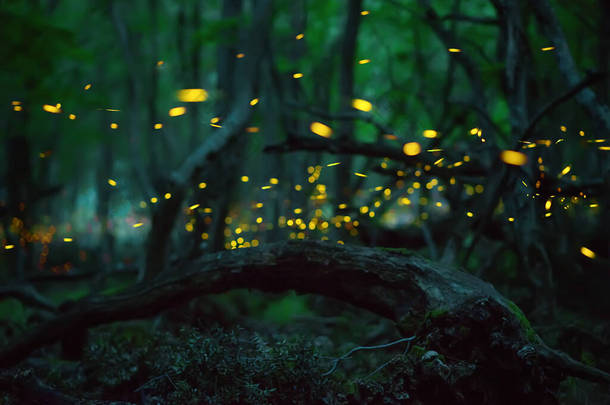 文摘:<strong>萤火虫</strong>在野外森林中的活动.保加利亚夜间在森林中飞行的<strong>萤火虫</strong>（Lampyridae）.