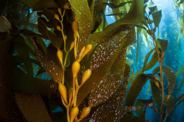 巨型海带的森林，巨藻（Macrocystis pyrifera），通常生长在加利福尼亚沿岸的冷水中。这种海藻的高度超过100英尺，为许多物种提供了栖息地.