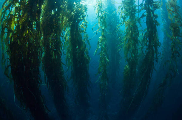 巨型海带的森林，巨藻（Macrocystis pyrifera），通常生长在加利福尼亚沿岸的冷水中。这种海藻的高度超过100英尺，为许多物种提供了栖息地.