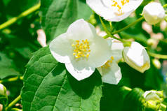 白色茉莉花。枝条娇嫩的春花.性质