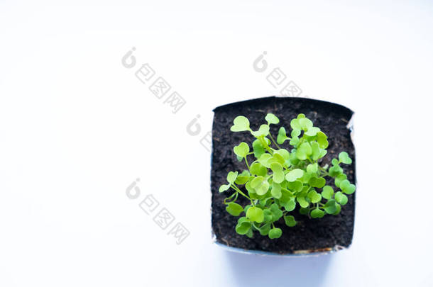 幼芽在盆中发芽.如何在家里的窗台上种植食物。幼苗和家<strong>庭园</strong>艺.