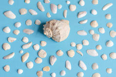 蓝色背景上的海贝壳。夏季概念、旅游、平铺、复印空间、顶视图.