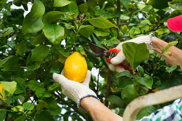 阳光明媚的日子里，老农民手拿菜刀在柠檬树上采摘柠檬。季节性的、夏季的、秋季的、土生土长的、业余爱好的.