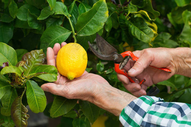 阳光明媚的日子里，老农民手拿菜刀在柠檬树上采摘柠檬。季节性的、夏季的、秋季的、土生土长的、业余爱好的.
