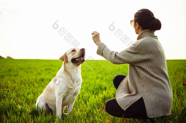 春天的日落时，快乐而快乐的拉布拉多猎犬和它年轻的女主人在绿色的田野里玩耍。女孩训练狗，并提供一个治疗。主动宠物概念