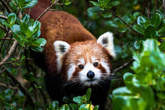 红熊猫爬过一棵树寻找什么东西
