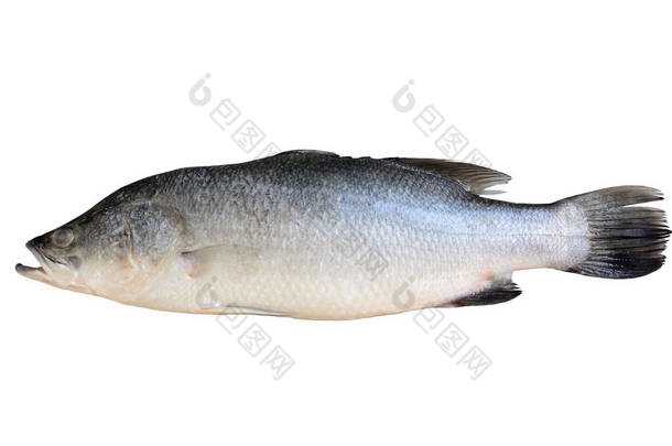 在白色背景上隔离的Barramundi, asian seabass, giant seaperch或silver seaperch的宏观照片.