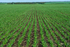 小麦幼苗生长在阳光斜坡上的田里.嫩绿色的小麦生长在蓝色天空的衬托下，是由一系列友善的土壤制成的.