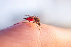 蚊子吃人皮肤上的血。吸血昆虫的概念在春天和夏天很常见。宏观照片.