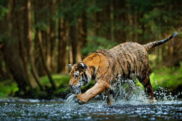<strong>西伯利亚</strong>的阿穆尔虎在水里奔跑。危险的动物，俄罗斯的tajga 。在绿林溪流中的动物.<strong>西伯利亚</strong>虎泼水.
