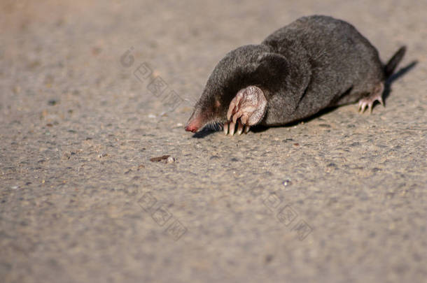 小黑鼹鼠（talpa europaea）穿过马路或土路，穿过街道到他的草地和田里去挖昆虫，在花园里的草丛下挖一个摩尔山作为他的隧道系统