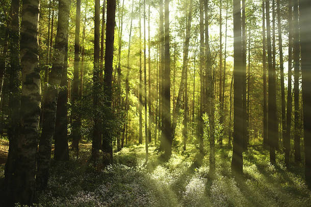 针叶林中的阳光，抽象的<strong>风景</strong>，<strong>夏日</strong>的森林，美丽的荒野自然