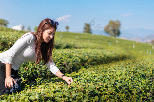 亚洲妇女在绿茶种植园采摘有机绿茶，复制空间.