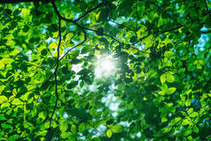 春天的时候，阳光透过枫树新鲜的绿叶照耀着