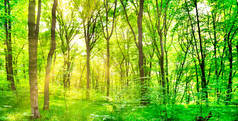 绿林景观全景，树木和阳光穿过树叶