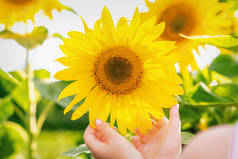 夏天，小孩子的手在田野里摸着向日葵花瓣.