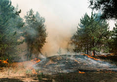 森林大火森林大火和大量烟雾烧毁树木