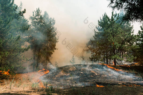 森林<strong>大火</strong>森林<strong>大火</strong>和大量烟雾烧毁树木