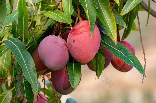西班牙大加那利岛果园种植成熟<strong>芒果</strong>的热带<strong>芒果</strong>树，种植园种植<strong>芒果</strong>.