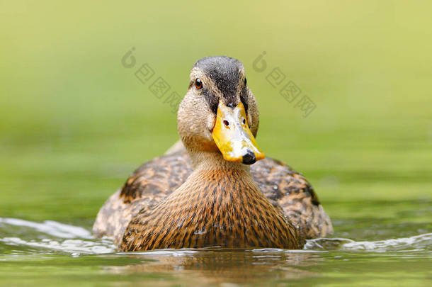 雌性水鸟Mallard, Anas platyrhynchos,在<strong>水中</strong>反射.河流中的<strong>动物</strong>栖息地.