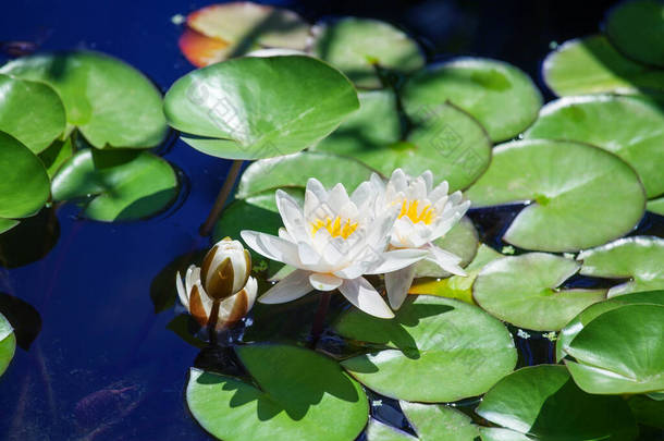 两朵白百合，一朵花蕾在碧水之上，绿叶背景紧密相连，三朵<strong>美丽的</strong>水百合在池塘上<strong>绽放</strong>，荷花在阳光明媚<strong>的</strong>夏日在水面上<strong>绽放</strong>，复制空间