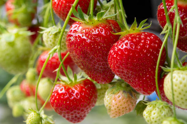 新鲜美味，准备收获<strong>成熟</strong>的红色和未<strong>成熟</strong>的绿色草莓，<strong>生长</strong>在温室草莓田里
