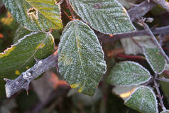 黑莓上的霜在花园里的枝叶上结霜.冬季的Rubus fruticosus