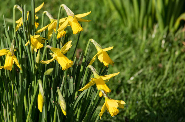 美丽的黄色水仙花/水仙花预示着春天的开始