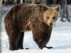 在冬季森林里的野生成年棕熊.前面的景色棕熊，学名：Ursus arctos arctos 。冬季。自然生境.