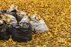 垃圾袋污染生态概念秋天落叶橙色和黄色树叶自然公园室外背景环境空间