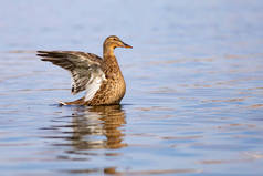 游泳鸭Mallard 。色彩斑斓的自然栖息地背景.伯德：麦勒德。Anas platyrhynchos.