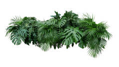 热带树叶植物灌木花卉排列自然背景隔离在白色背景下，剪枝路径包括.