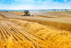 小麦田里的农业劳动.收割机收集成熟的谷物