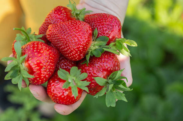 草莓植物。草莓灌木。草莓生长在花园里.成熟的浆果和树叶。有草莓植物的排行.