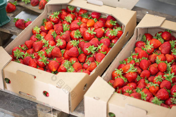 背景:新鲜采摘的草莓在木箱中.木盒清洁，有鲜红多汁草莓.