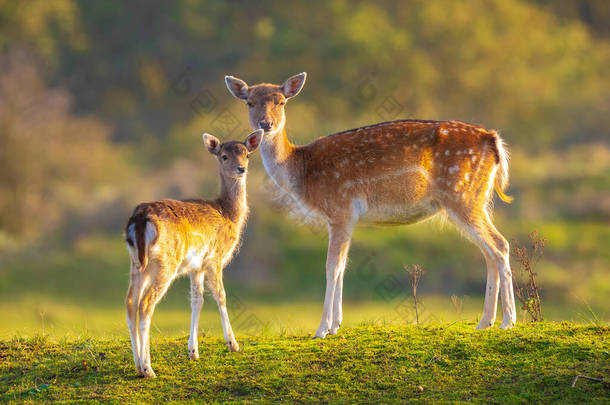 秋天是松鹿大马大马小鹿的季节.秋天的雾气和大自然的颜色在背景上清晰可见.