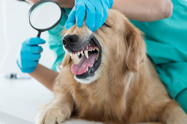 兽医正在用放大镜为金毛猎犬做牙齿检查。兽医笑了，对动物医院里的金毛猎犬很满意.