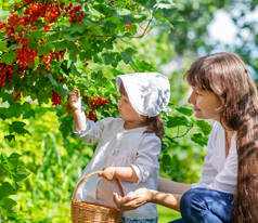 一个穿着白衬衫、提着篮子的女孩和她的母亲一起从树枝上采摘红醋栗果