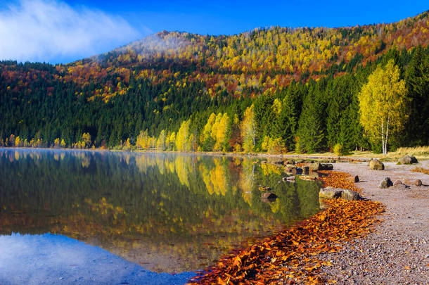 秋天景色宜人,森林里有五彩缤纷的落叶树,还有著名的火山湖.与欧洲，罗马尼亚，特兰西瓦尼亚，圣安娜湖的奇妙旅游胜地和旅游胜地