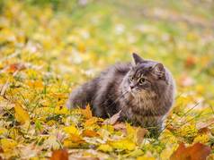 秋叶上美丽的灰猫咪的画像
