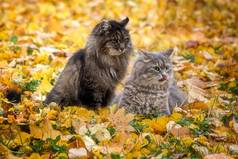 秋日散步时美丽的灰色猫咪和老猫的画像