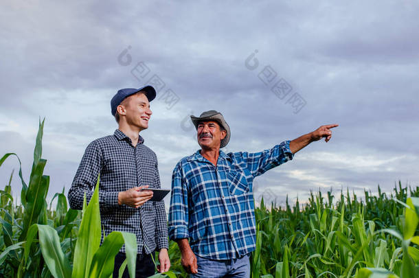 年长的<strong>农民</strong>和年轻的<strong>农民</strong>站在一片长满石板的玉米地上,